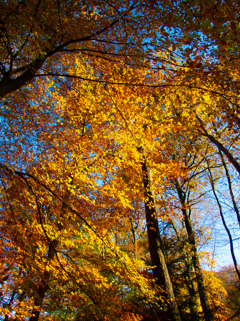 Herbstleuchten