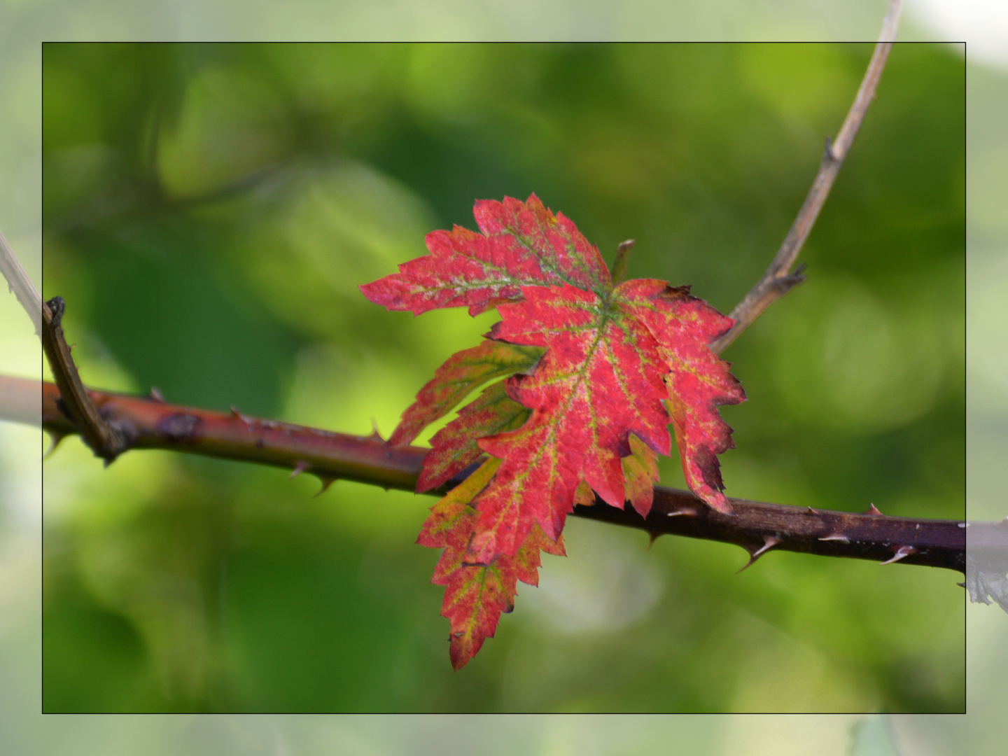 Herbstleuchten....