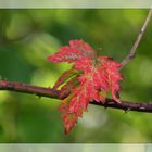 Herbstleuchten....