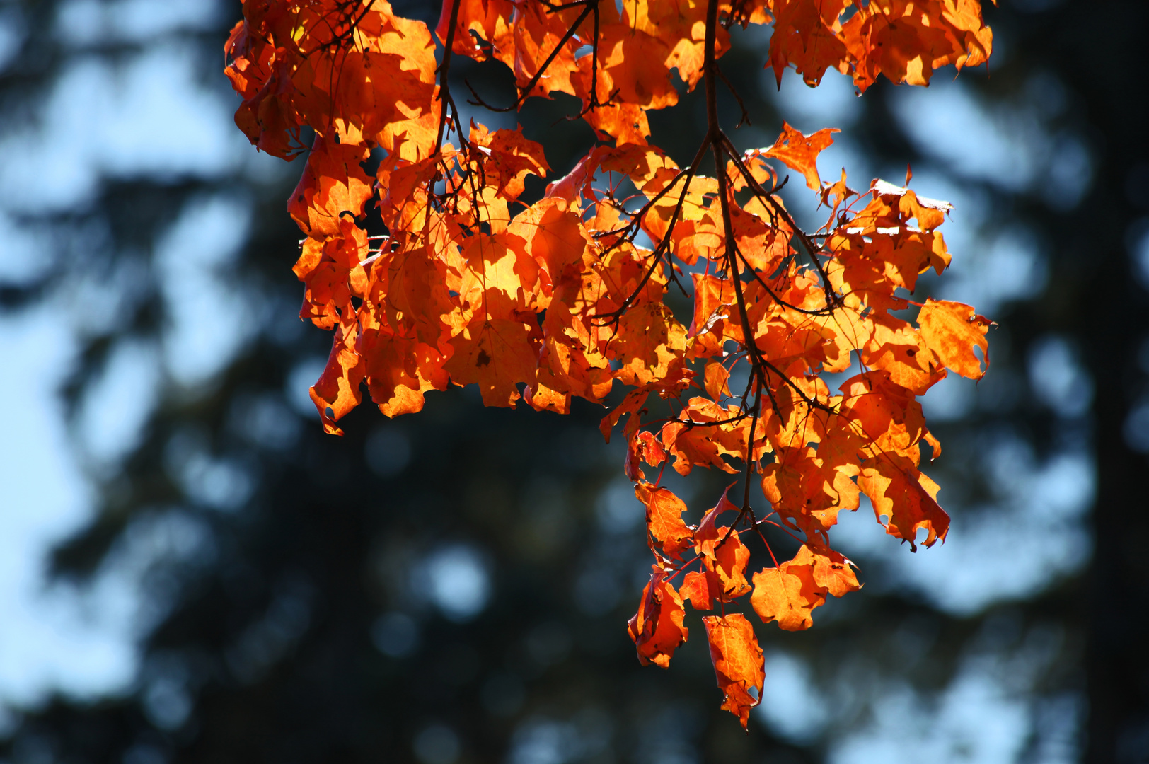 Herbstleuchten