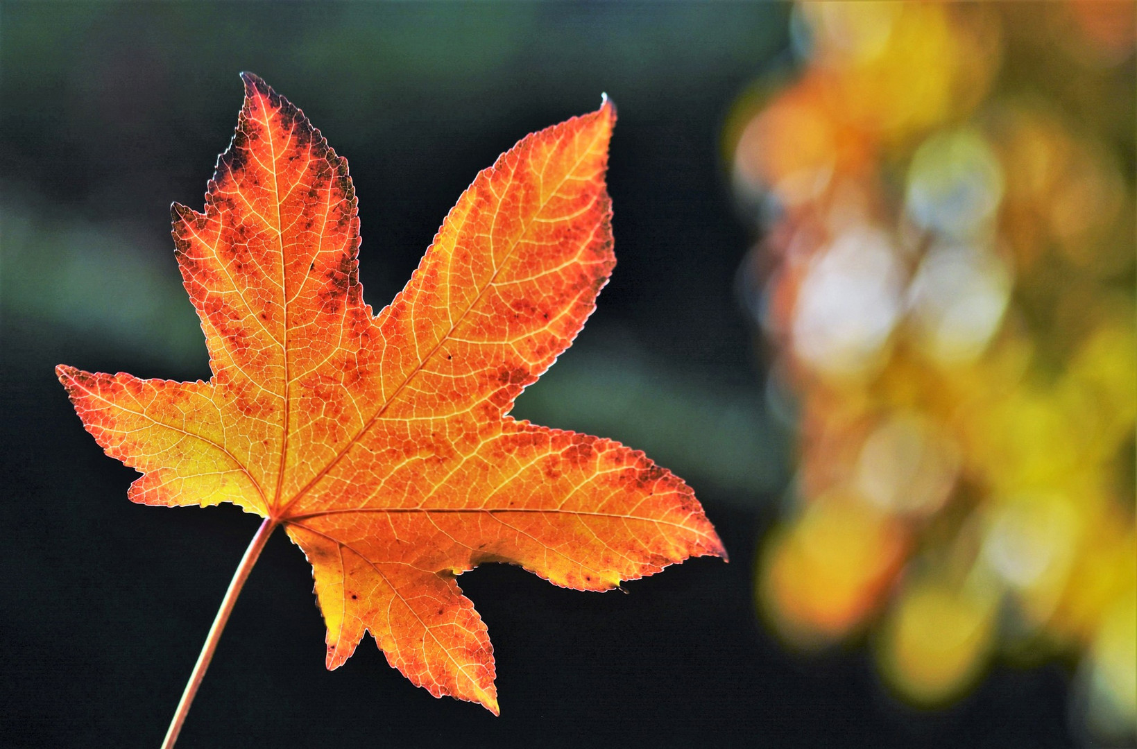 Herbstleuchten