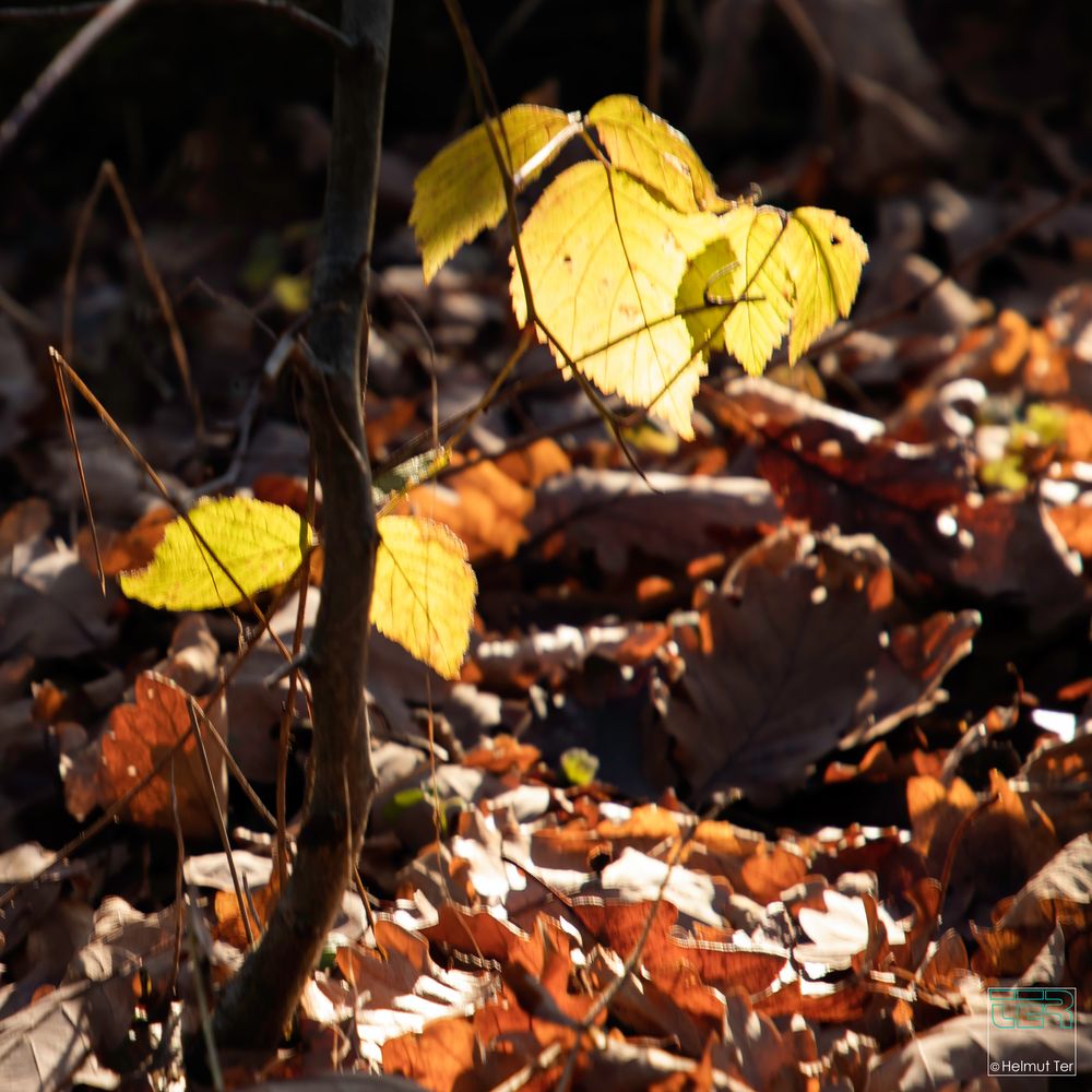 Herbstleuchten