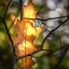 Herbstleuchten ...