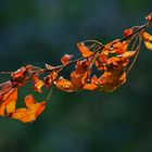 herbstleuchten?