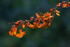 herbstleuchten?