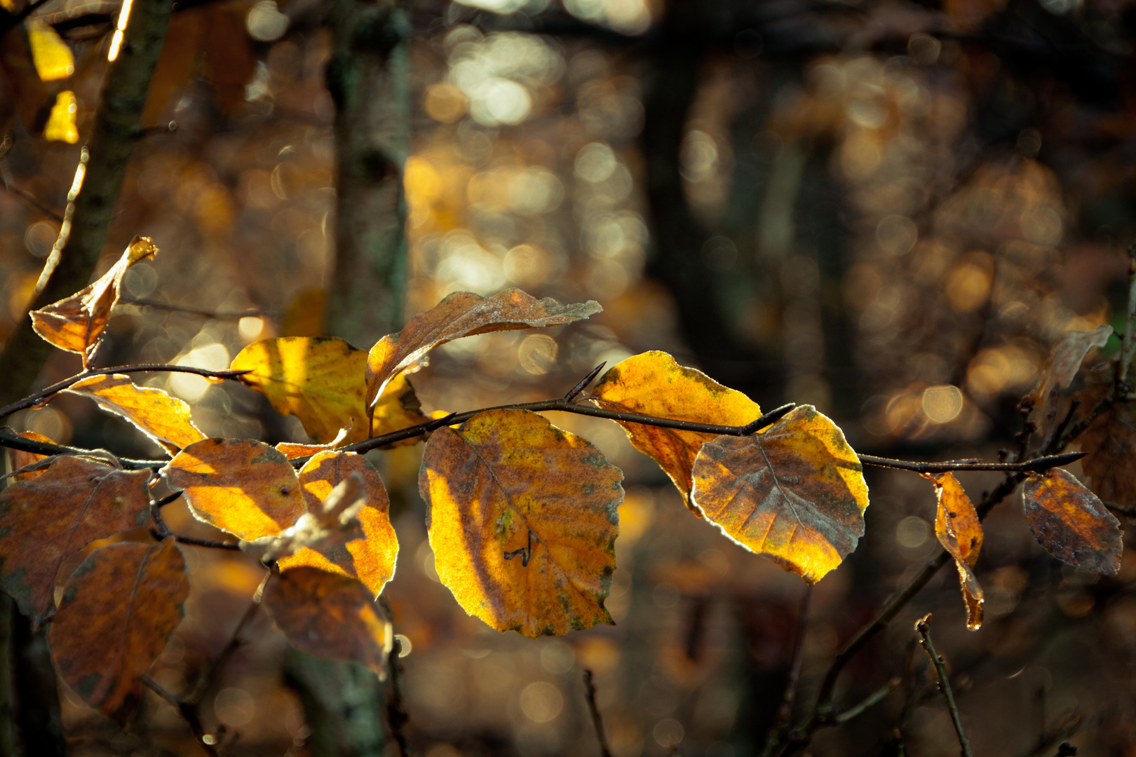 Herbstleuchten.