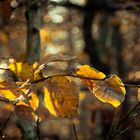 Herbstleuchten.