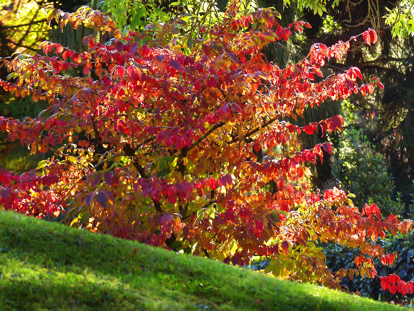 Herbstleuchten