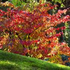 Herbstleuchten