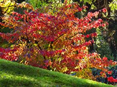 Herbstleuchten