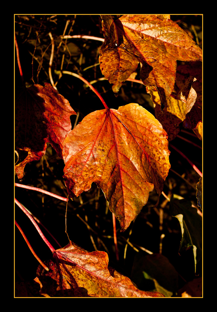 Herbstleuchten