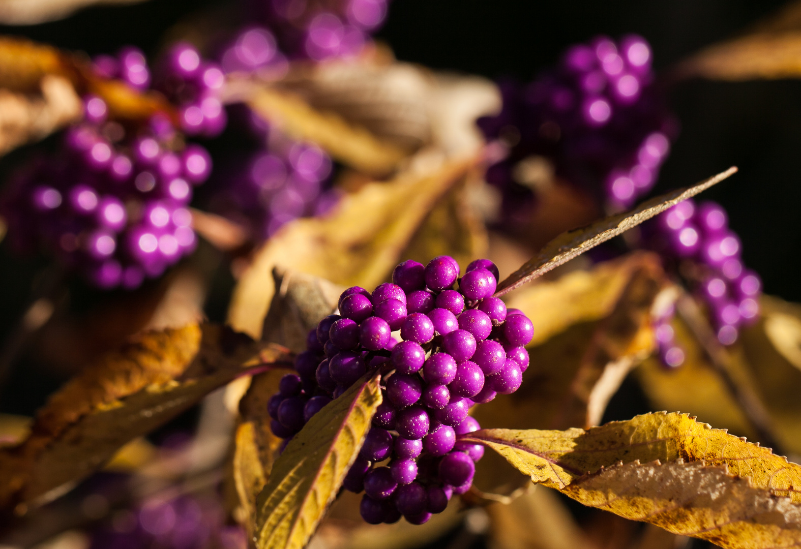 Herbstleuchten der Liebesperlen