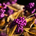 Herbstleuchten der Liebesperlen