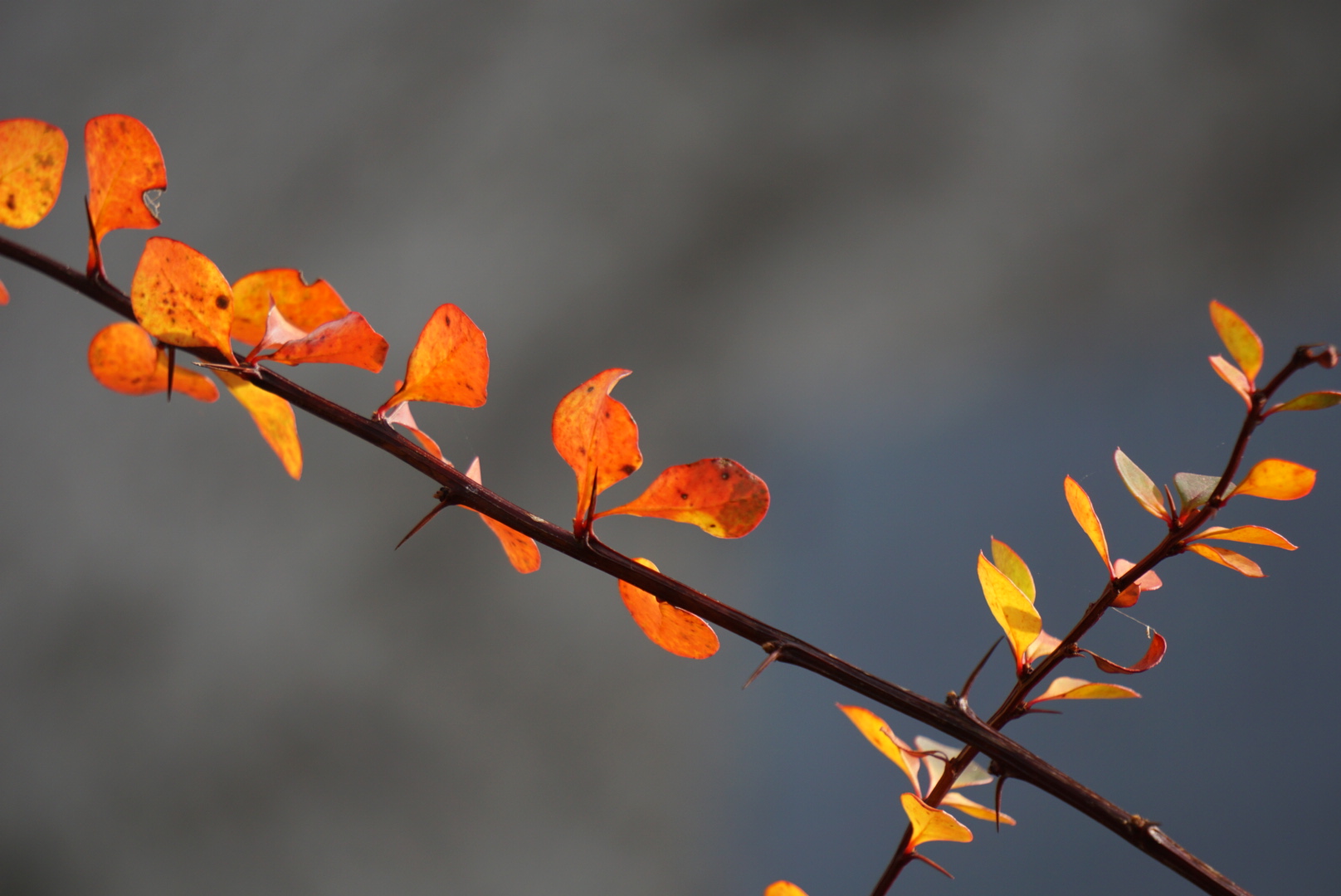 Herbstleuchten