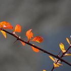 Herbstleuchten