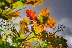 Herbstleuchten