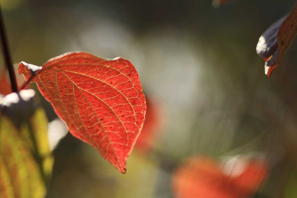 HerbstLeuchten