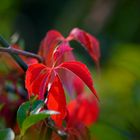 Herbstleuchten