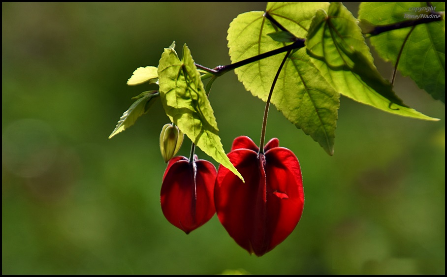 *** Herbstleuchten ***