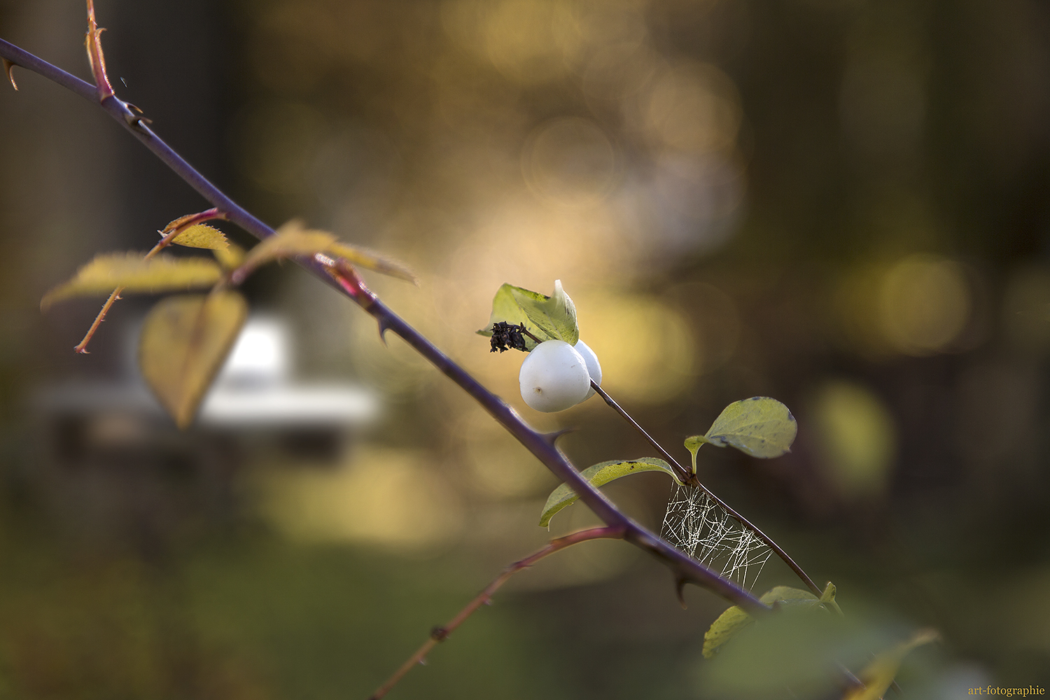 Herbstleuchten