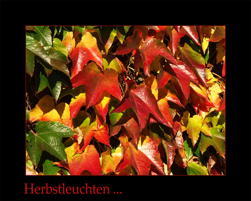 Herbstleuchten....