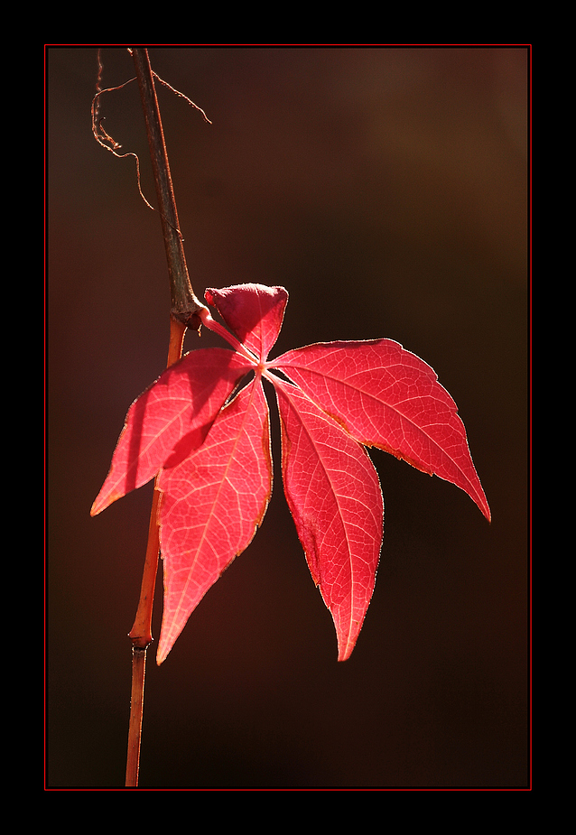 Herbstleuchten