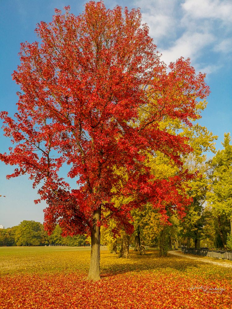 HERBSTLEUCHTEN