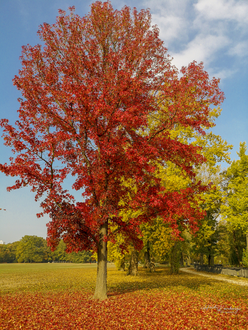 HERBSTLEUCHTEN