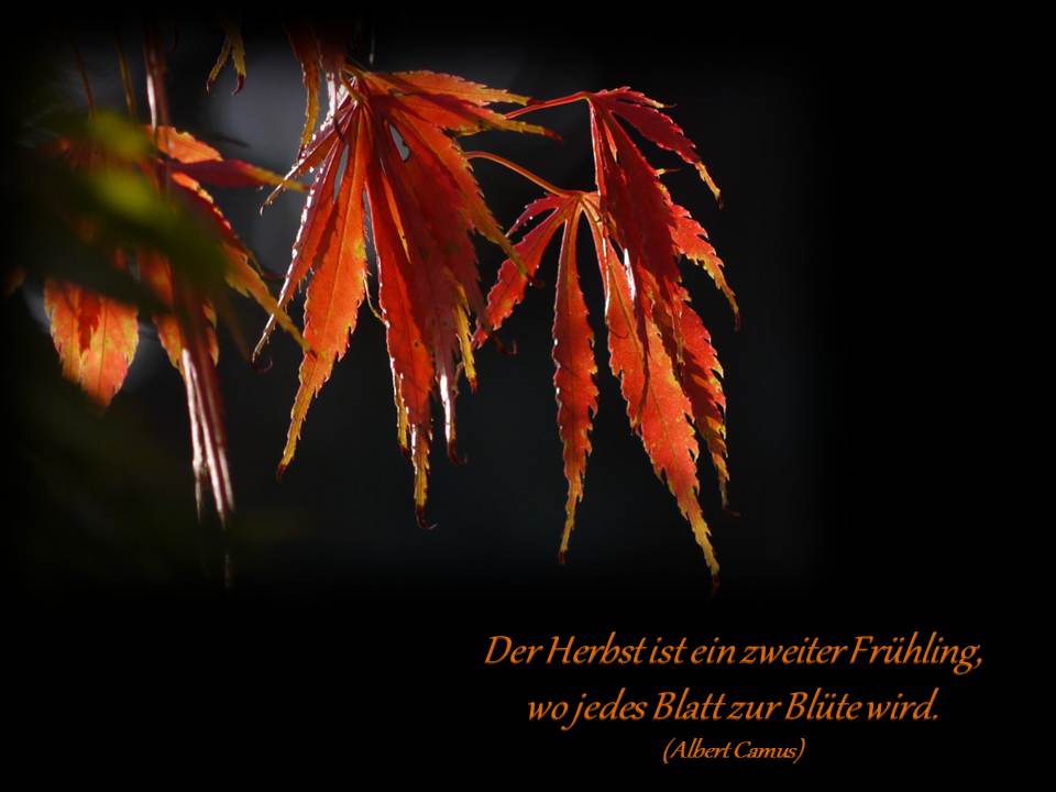 Herbstleuchten