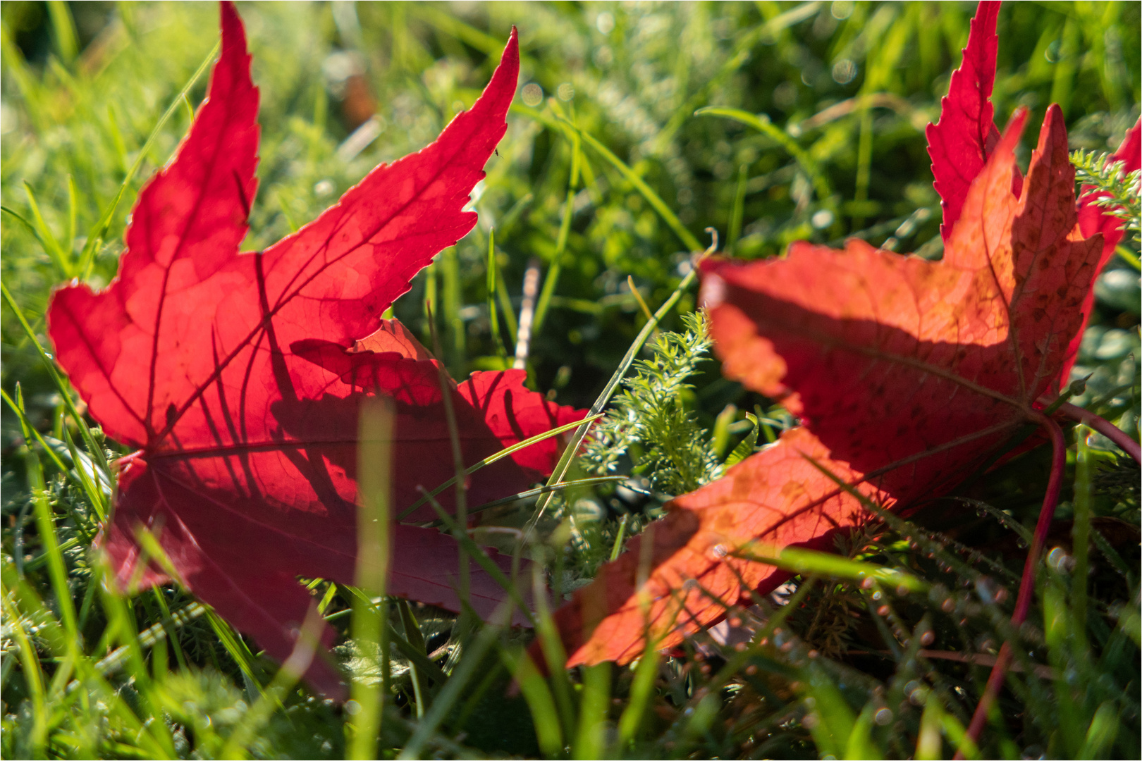 Herbstleuchten