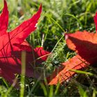 Herbstleuchten