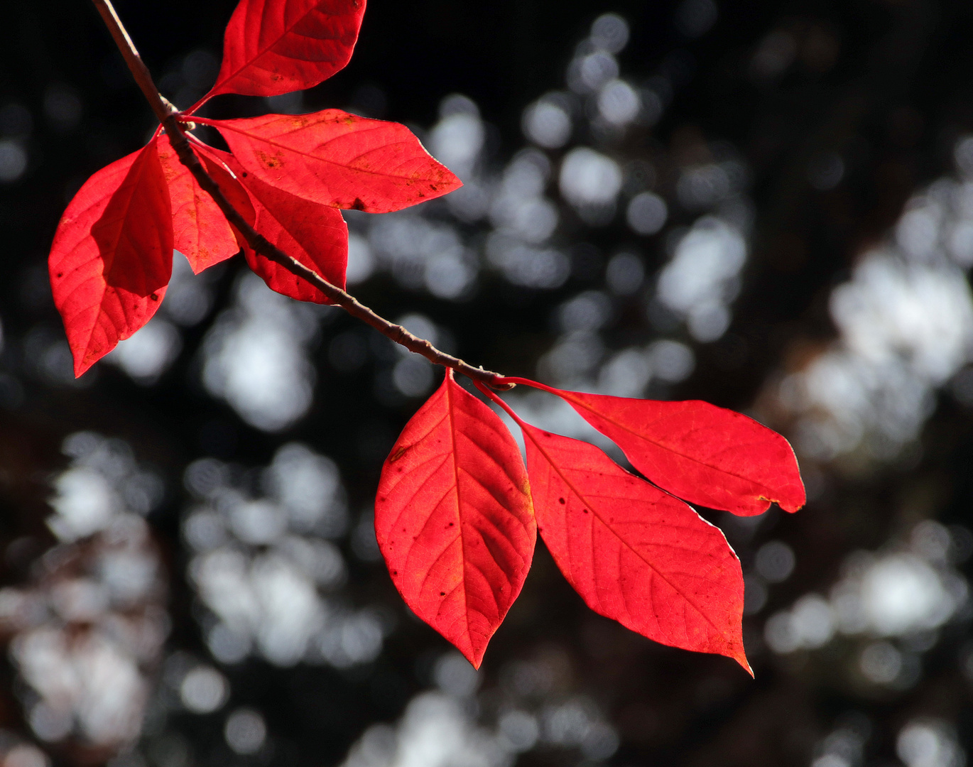 Herbstleuchten....