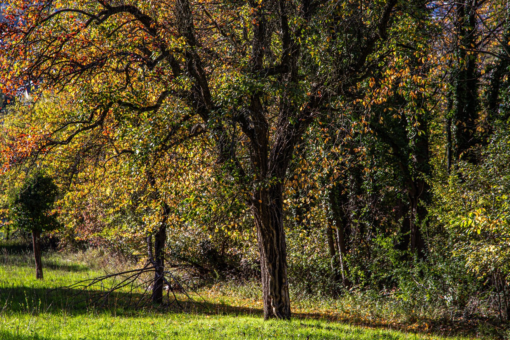 Herbstleuchten