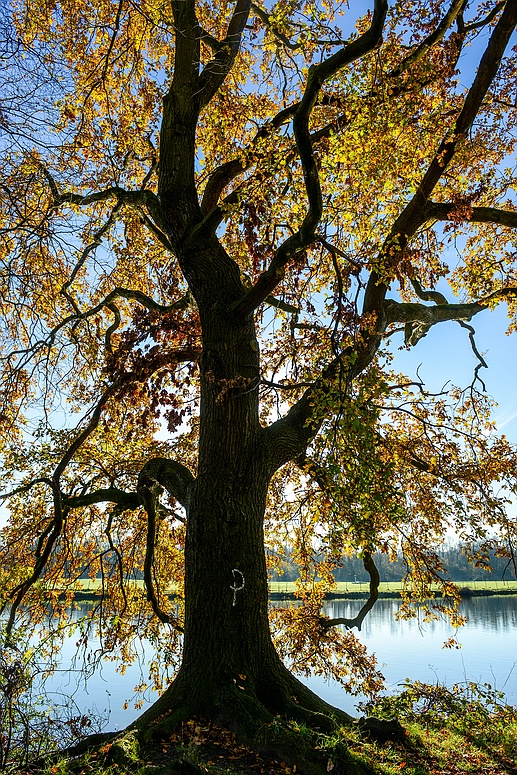 Herbstleuchten