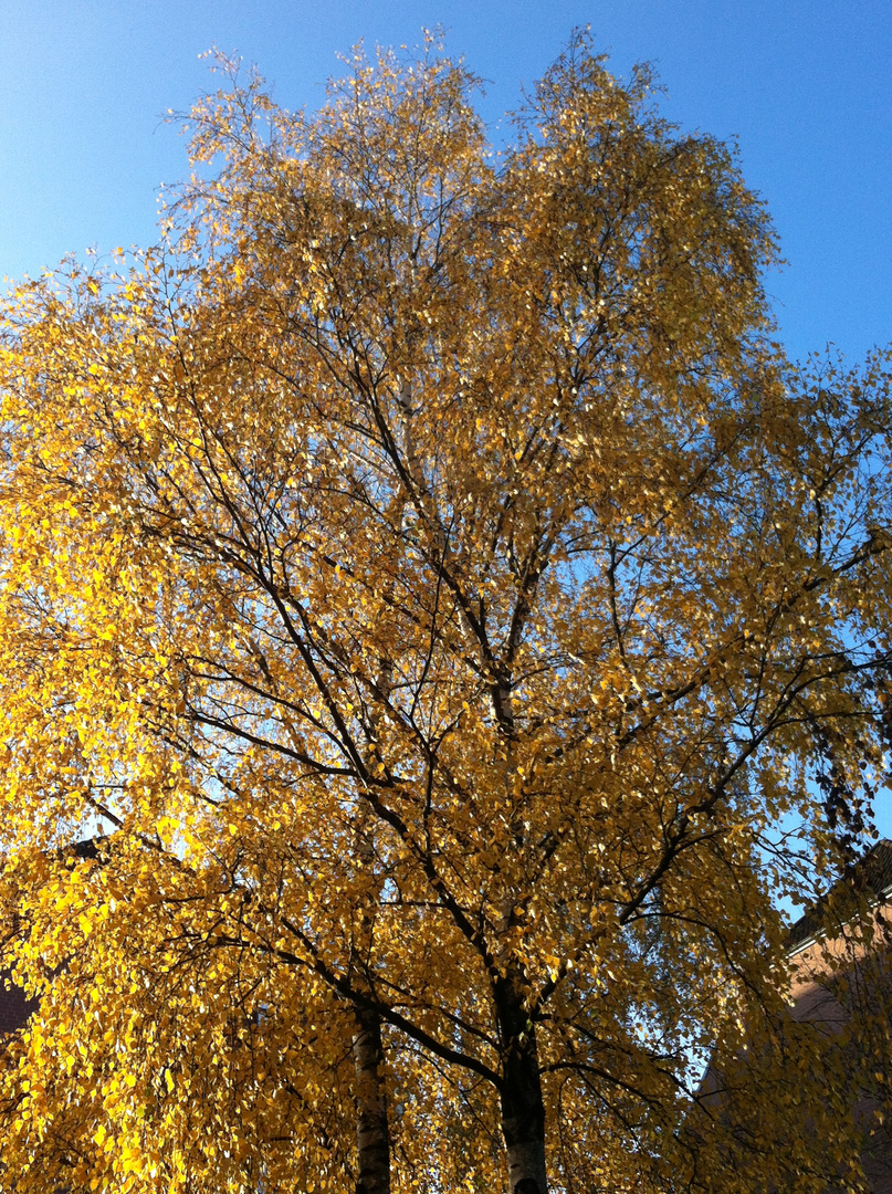 Herbstleuchten