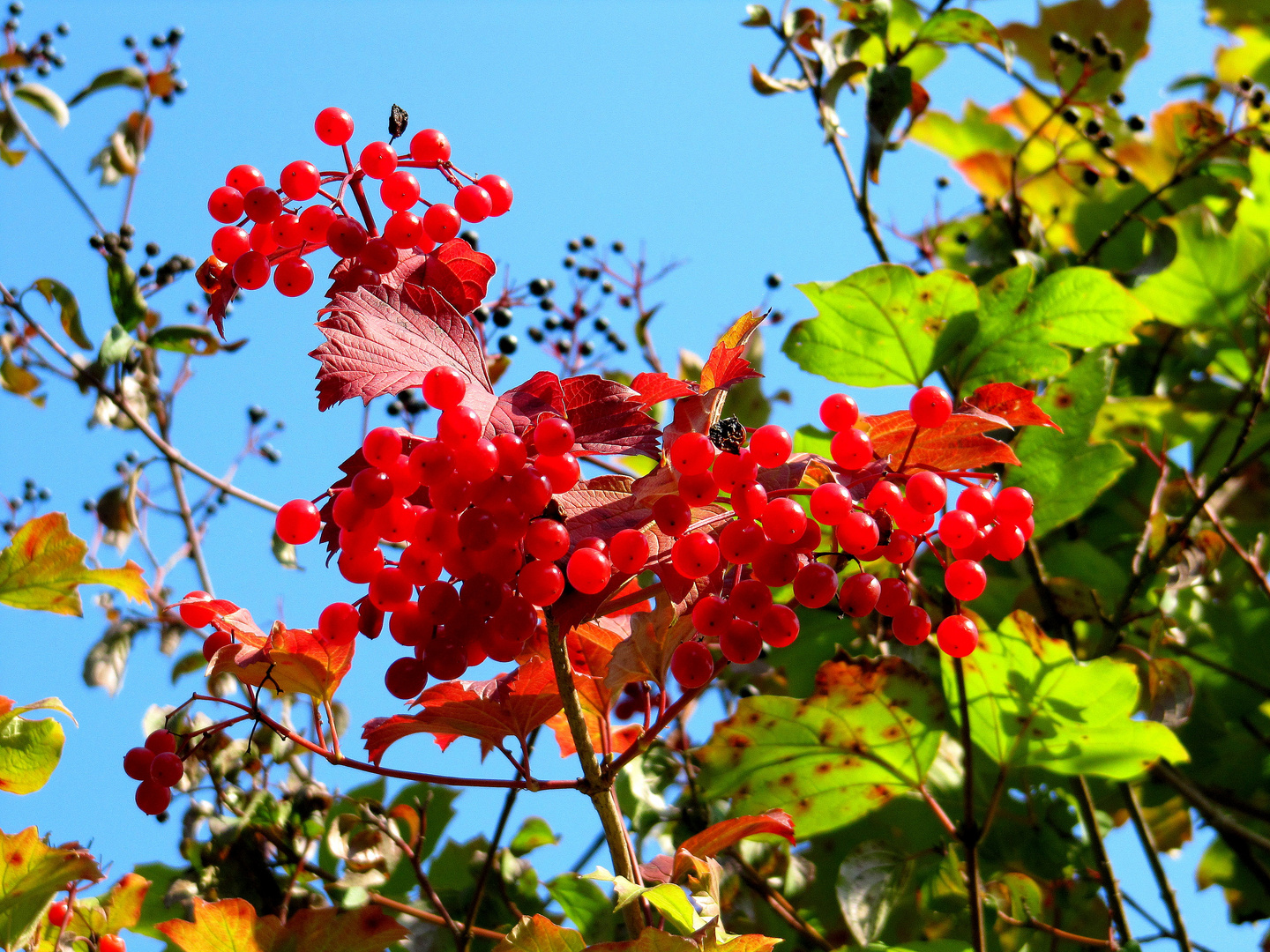 Herbstleuchten