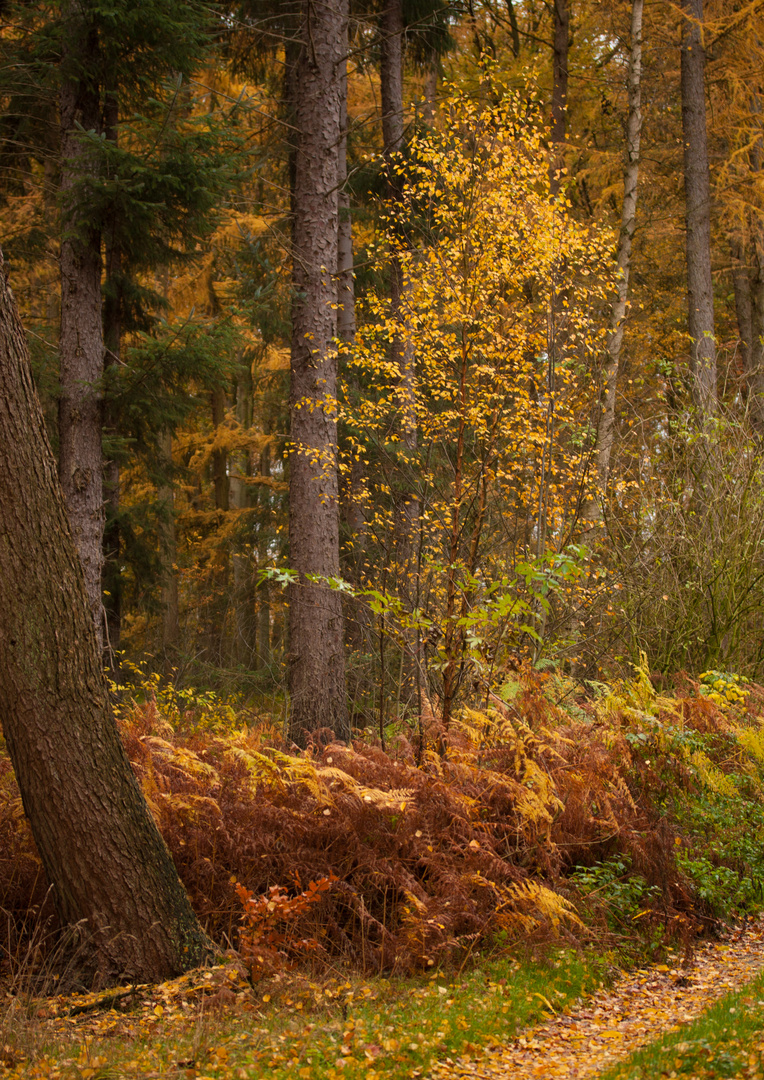 Herbstleuchten