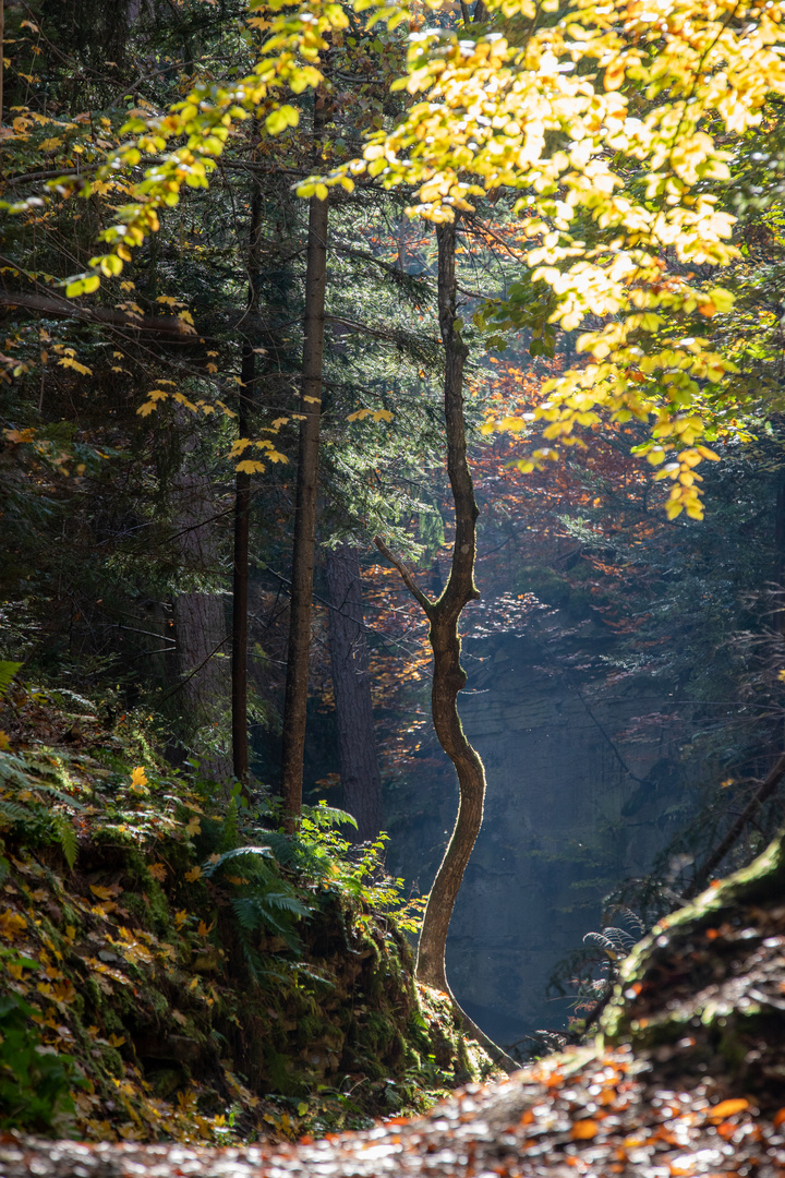 - Herbstleuchten -