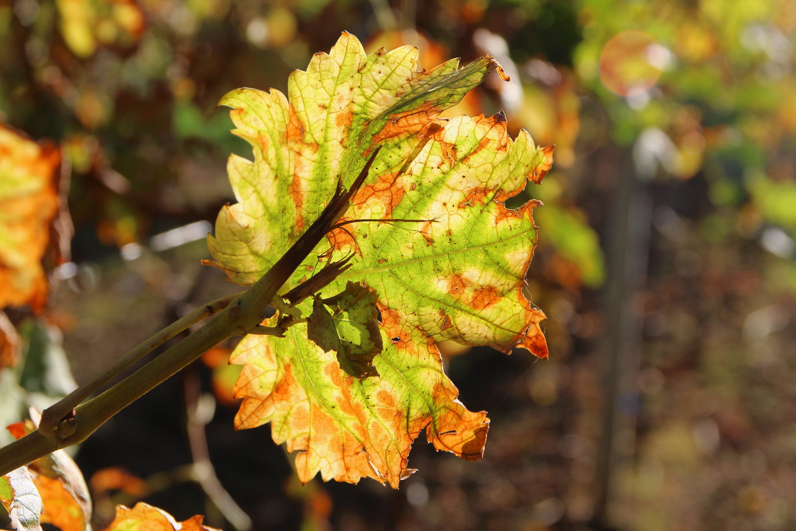 Herbstleuchten