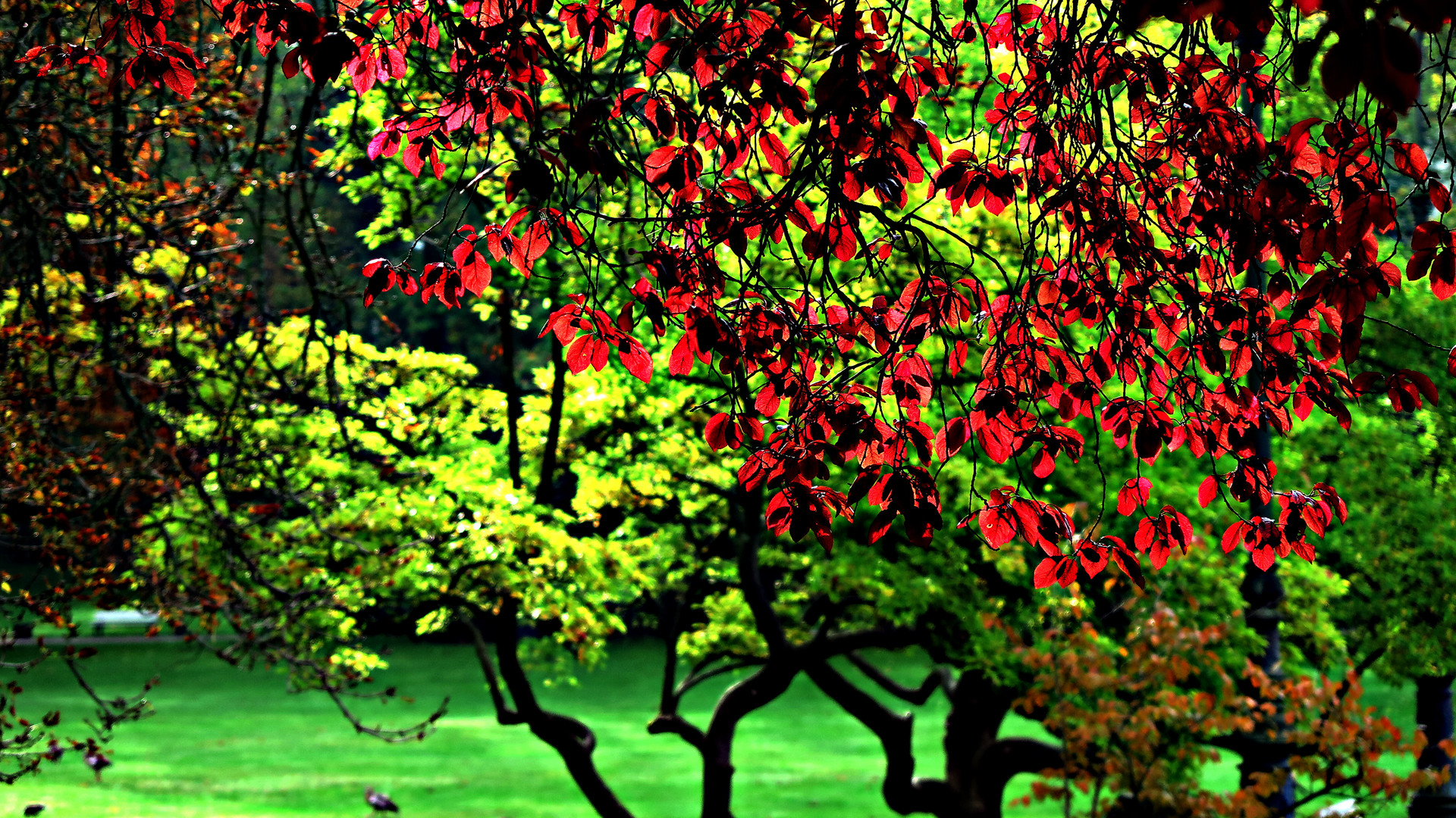 HERBSTLEUCHTEN