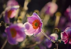 Herbstleuchten einer Anemone