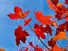 Herbstleuchten