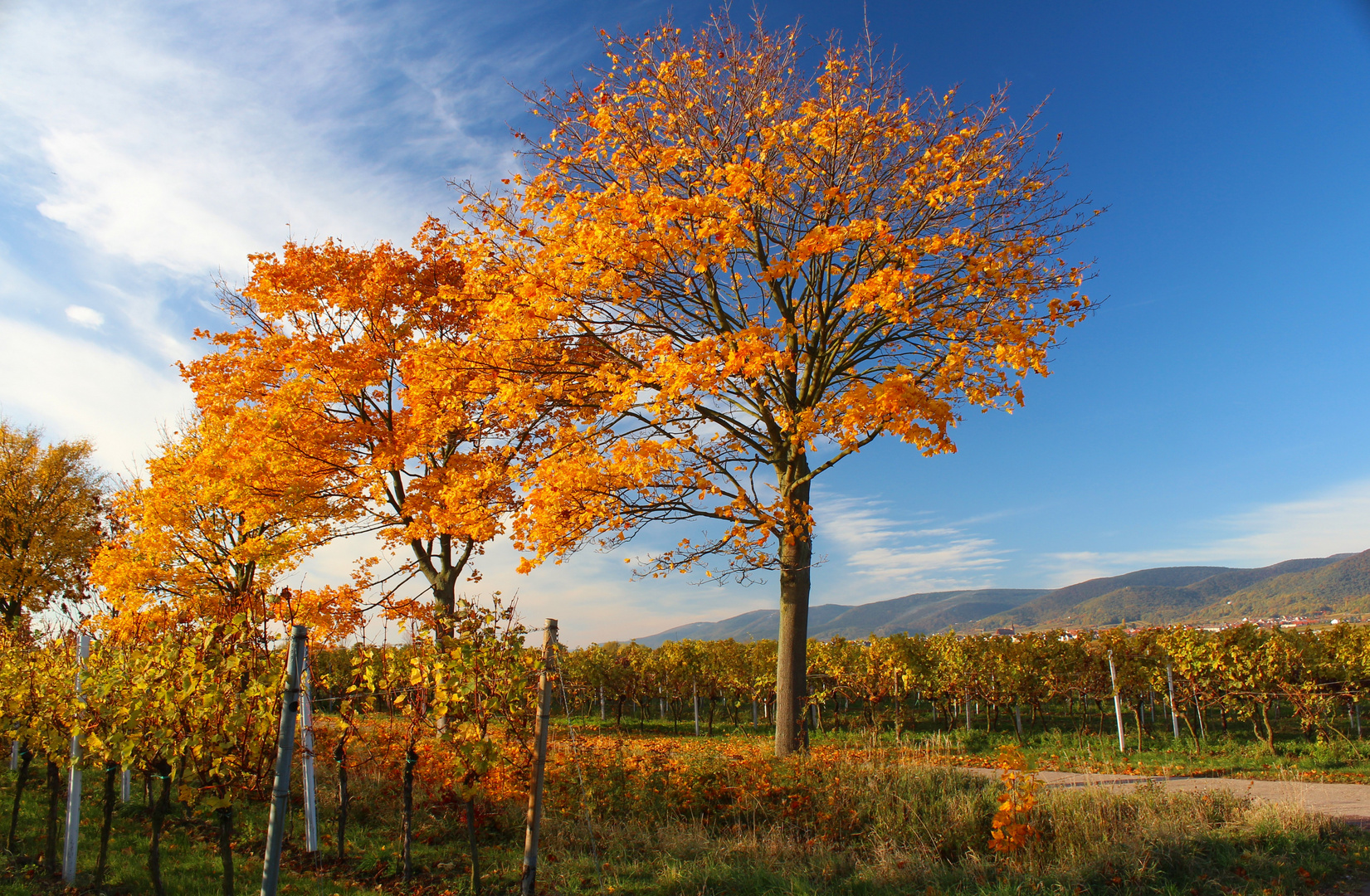 Herbstleuchten