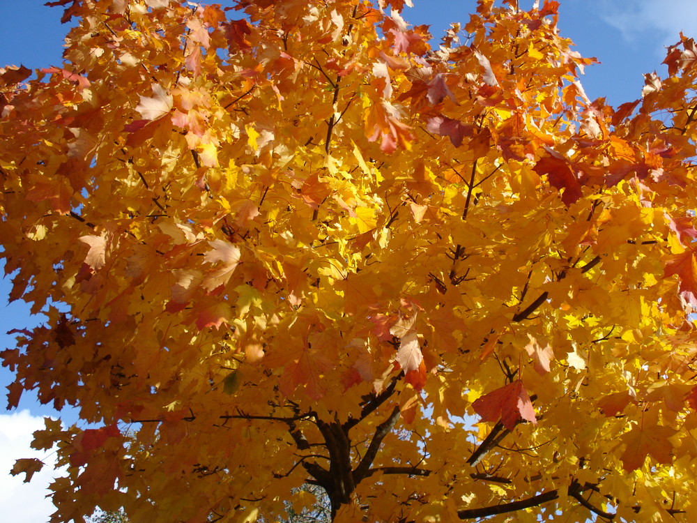 Herbstleuchten