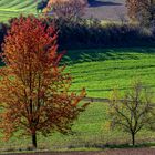 Herbstleuchten