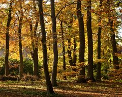 Herbstleuchten