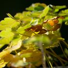 Herbstleuchten