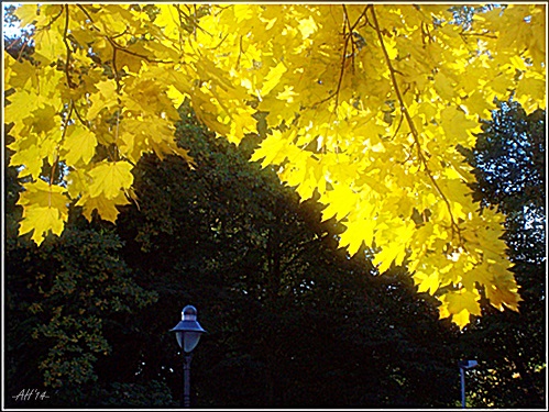 Herbstleuchten