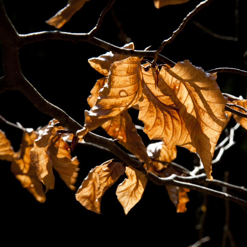 Herbstleuchten