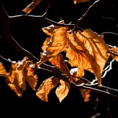 Herbstleuchten